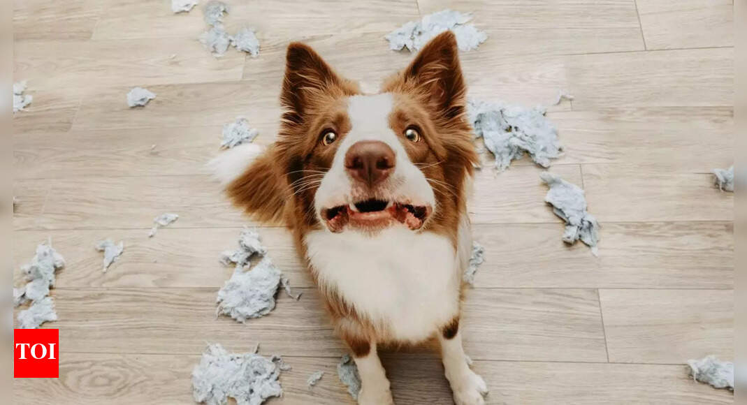 Tips to Ensure That Our Pets Are Safe and Calm During Festive Time