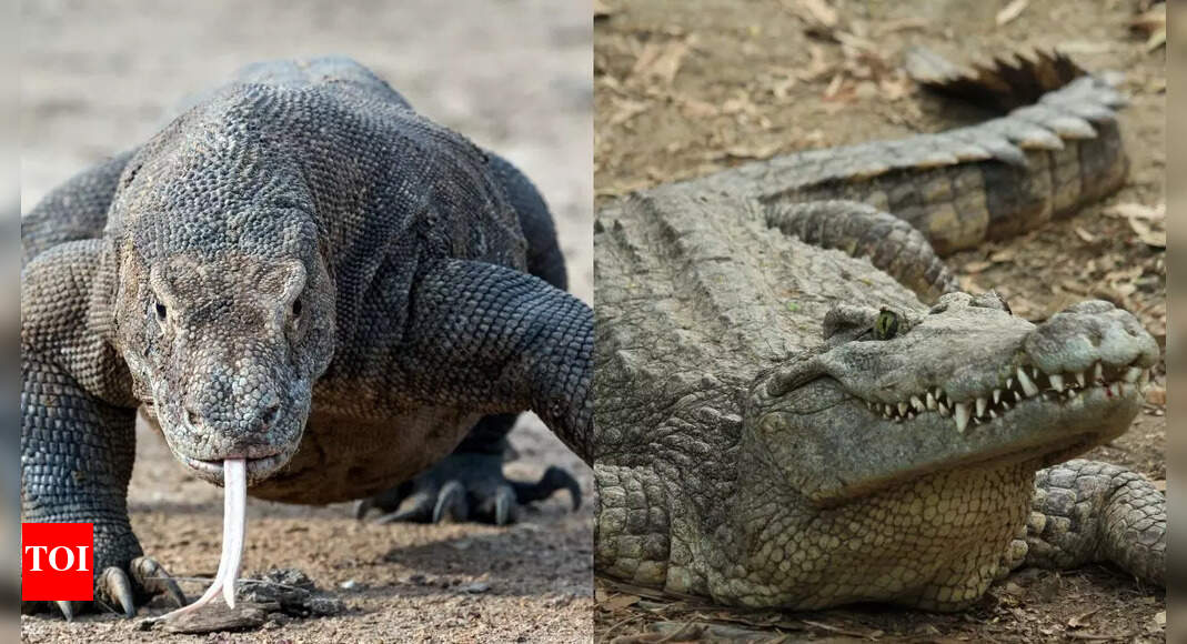 Komodo Dragon vs. Crocodile: Anatomy, strength, and hunting skills compared