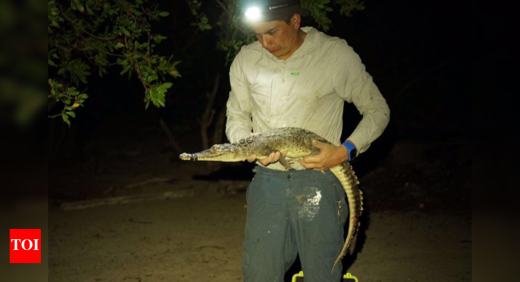 Double delight: Scientists discover two new crocodile species on Mexican islands, and they were hiding in plain sight!
