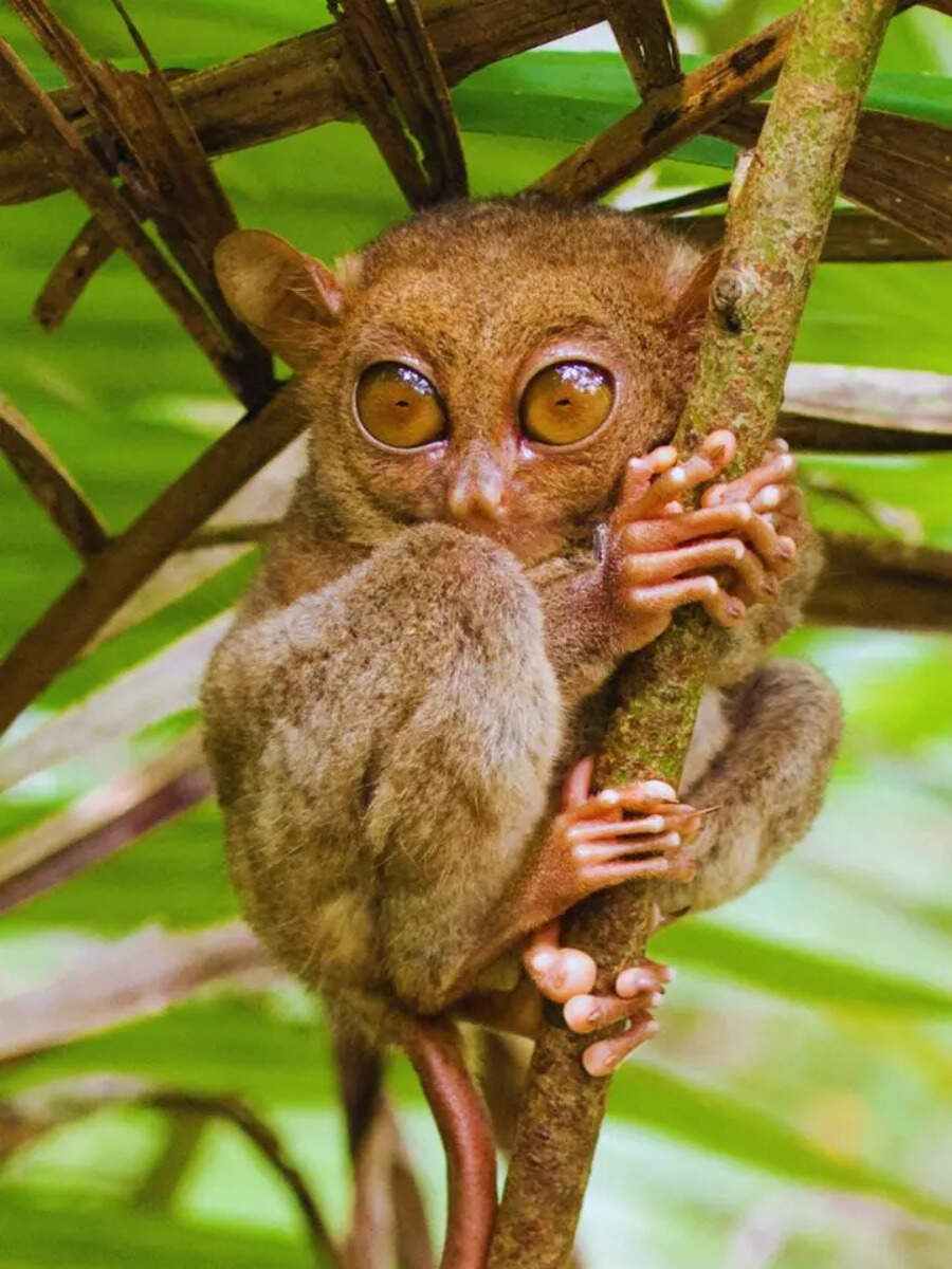 Unique animals you can only spot in the jungles of Indonesia | Times of ...