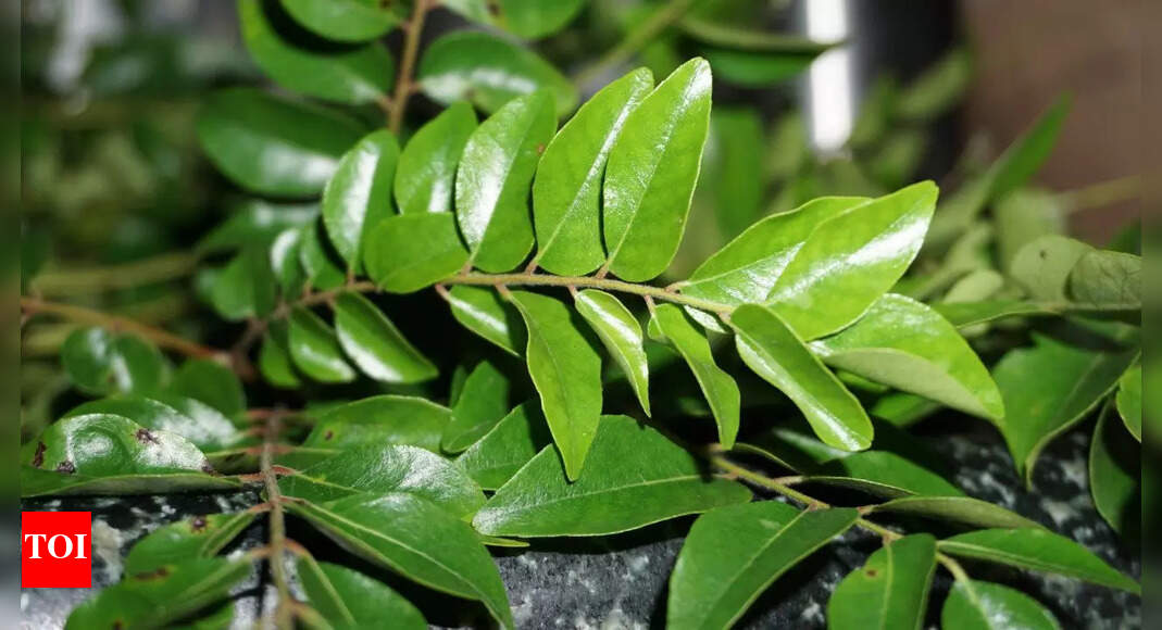 4 quick methods to remove pesticides from curry leaves without losing flavour