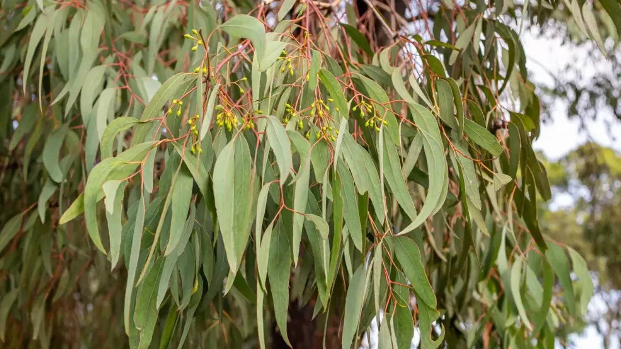 6 surprising benefits of Eucalyptus leaves: From cold relief to dry skin  treatment | - The Times of India