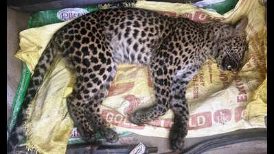 Leopard cub dies in illegal trap at Devagiri