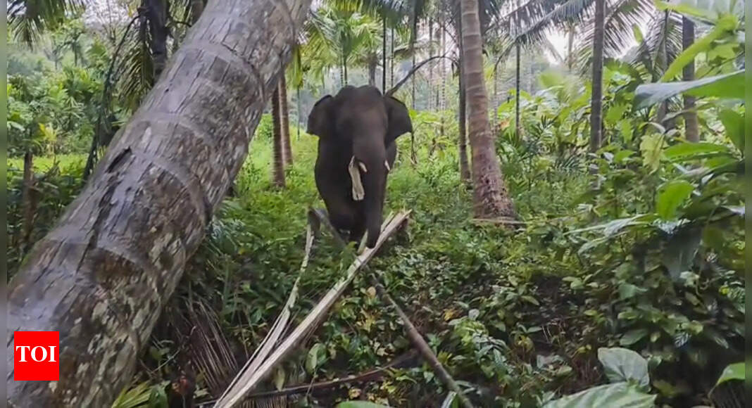 Goa waits for trained K’taka tuskers to guide intruders out