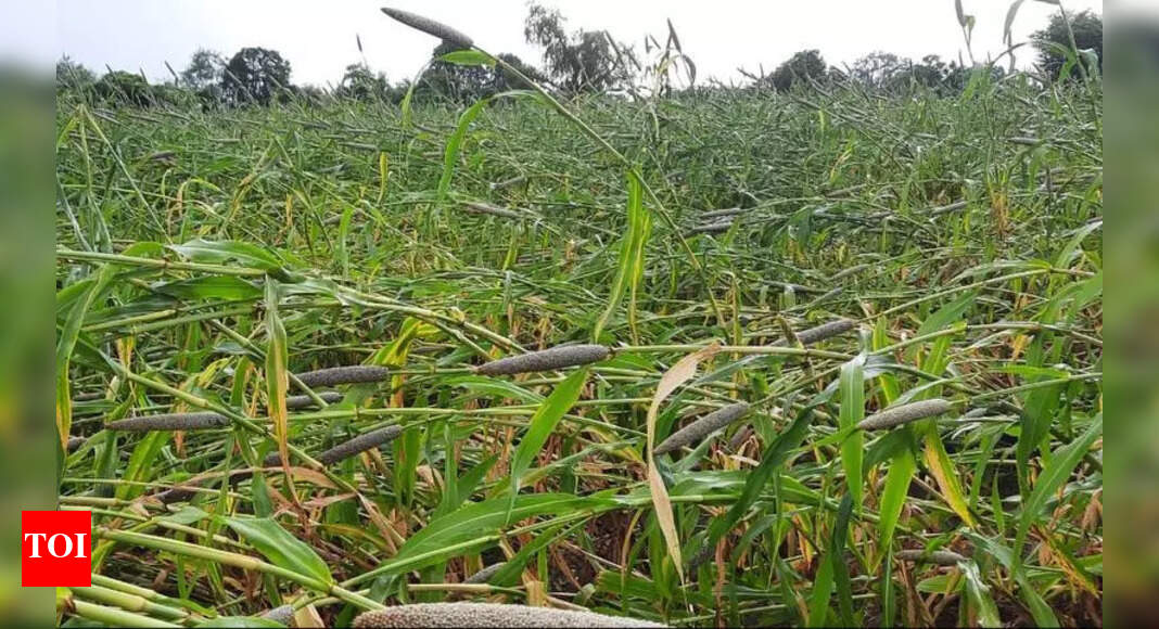 Heavy rain damages 273 hectares of crops in district | Pune News - The ...