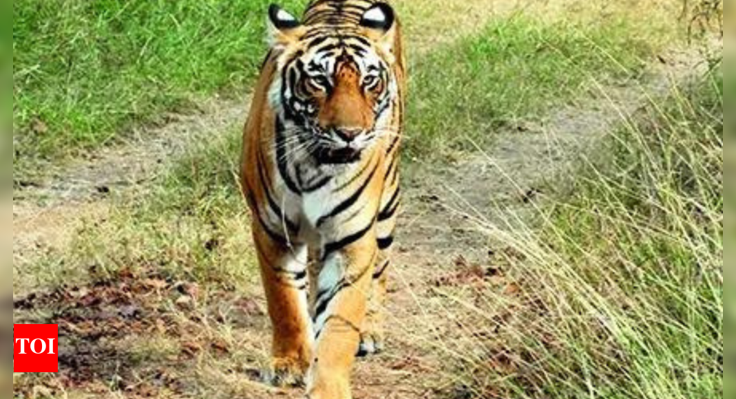 Ranthambore tiger surveillance goes dark as 11 of 12 cameras conk out
