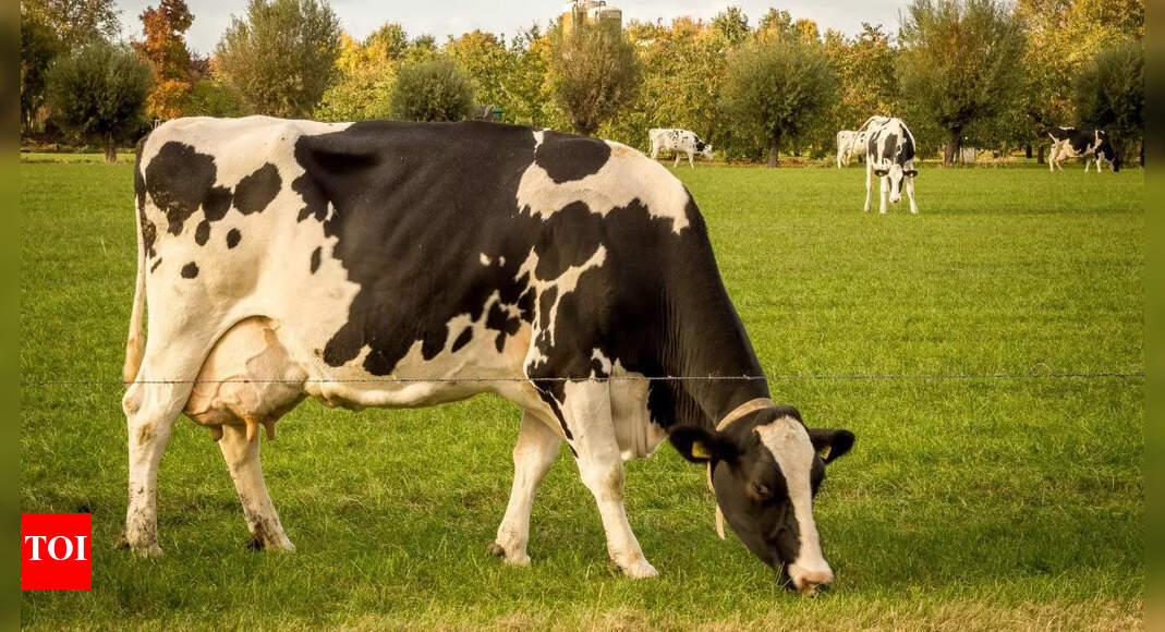 8 foods that are dangerous for cows and what they should eat instead