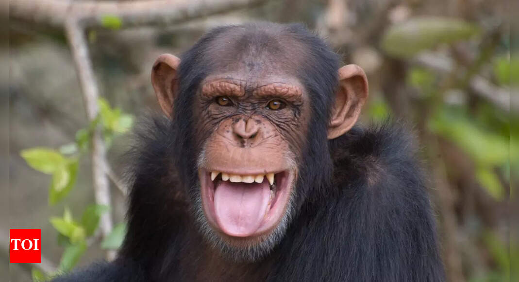 How wild chimpanzees get their daily alcohol buzz from fermented fruit: Study