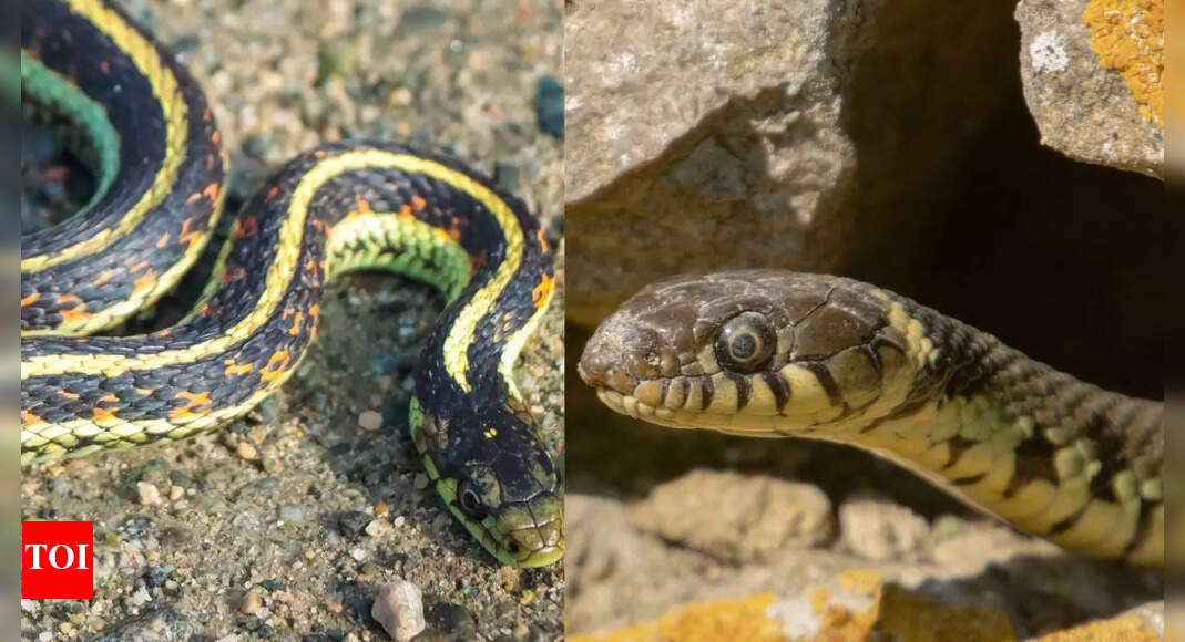 The battle of garter snakes and water snakes: Survival strategies in the wild