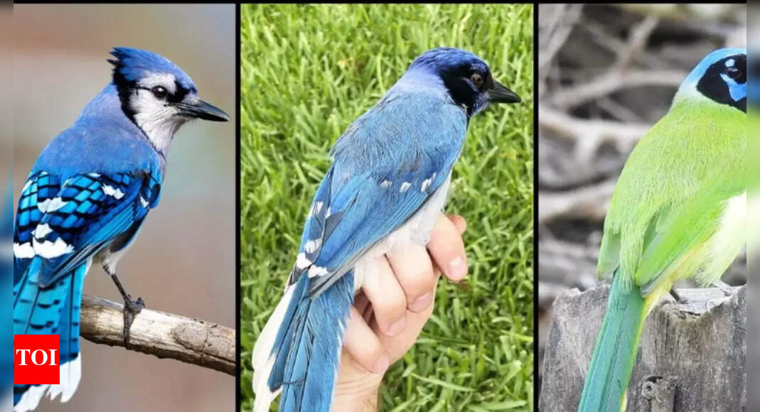 Rare green-blue hybrid jay discovered in San Antonio after 7 million years of separation