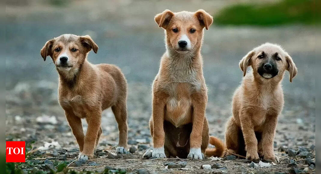 These dogs can actually think like humans — surprisingly smarter than children