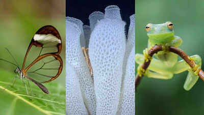  Nature’s see-through creatures