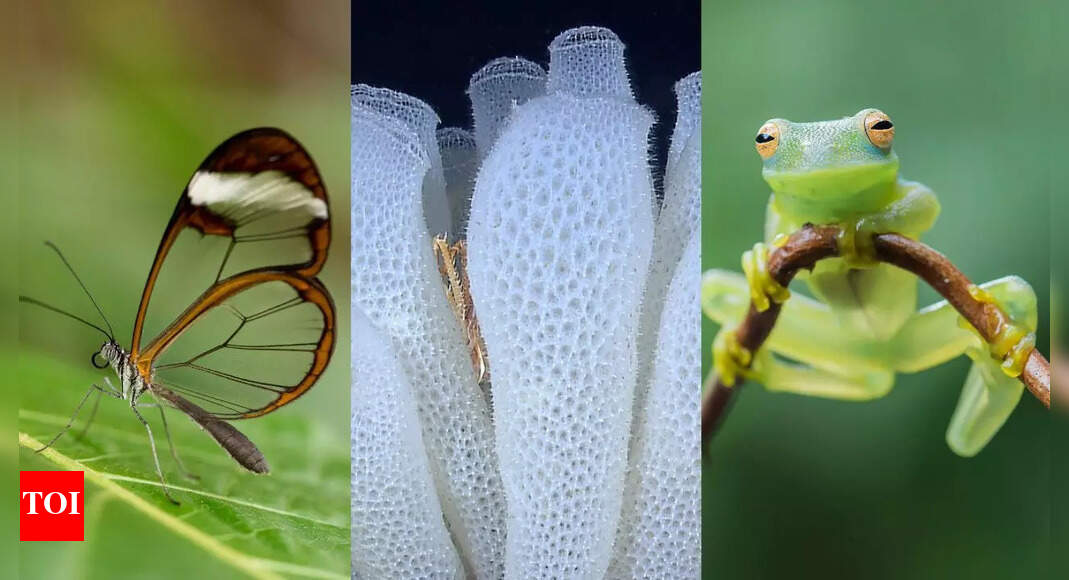 10 animals with transparent bodies: Nature’s see-through creatures
