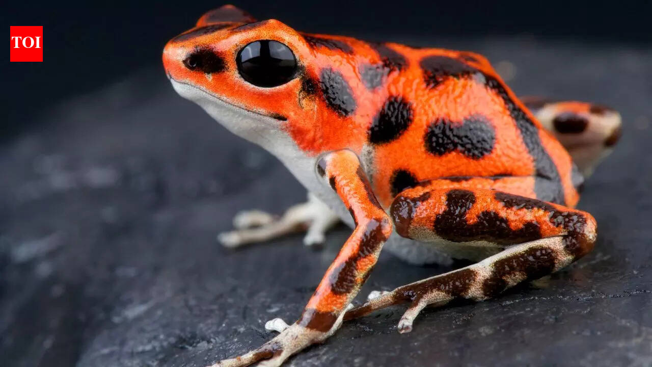 5 Striking Animals That Prove Red Means More Than Just Colour