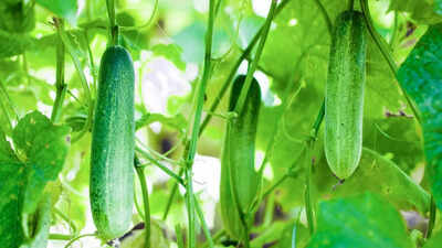 11 plants you should never plant near cucumbers for healthy growth and yield