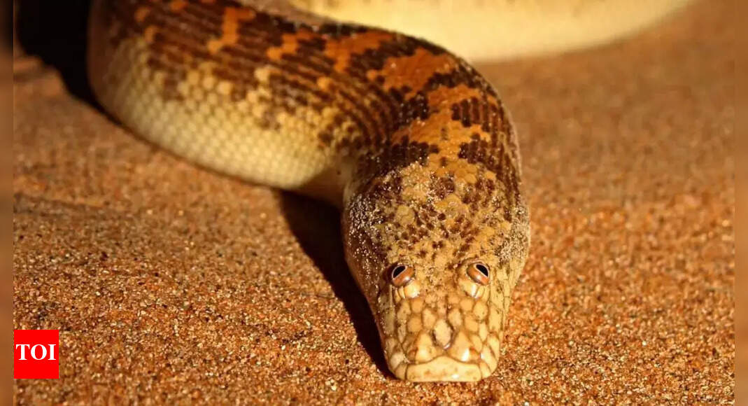 Arabian sand boa: The googly-eyed desert snake that hunts like a hidden predator