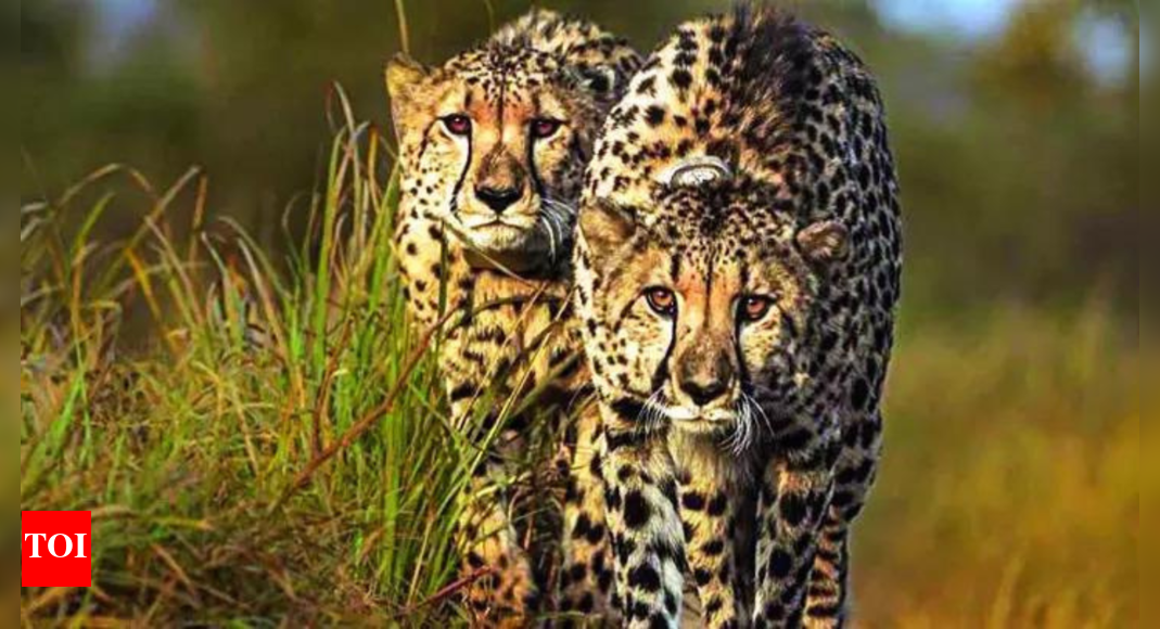 New batch of 8-10 cheetahs expected to arrive in December
