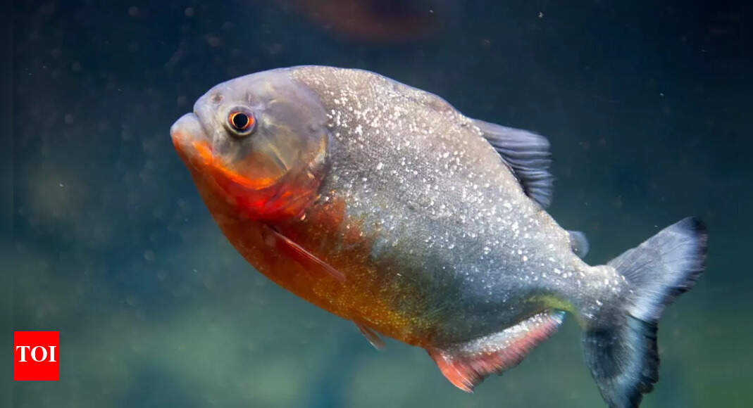 Piranha bite power: How sharp teeth and strong jaws make them deadly hunters