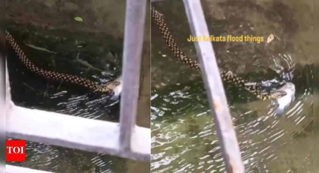 ‘In Kolkata, even snakes eat machh-bhaat’: Snake swims through floodwaters with fish in mouth during Durga Puja, leaving locals amazed | Watch