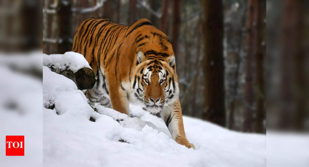 Which country has the largest forest cover in the world?