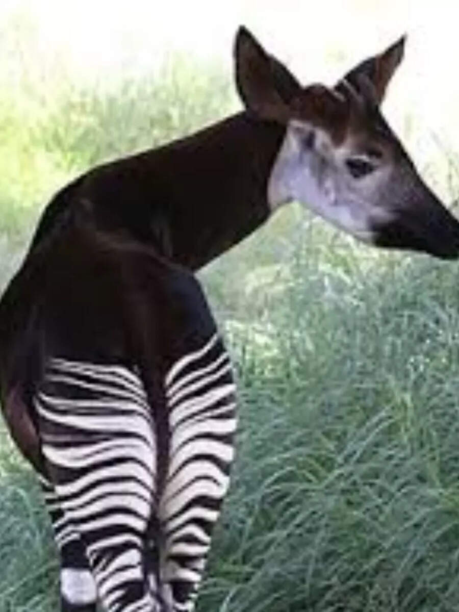 10 strangest animals in the world – Times of India