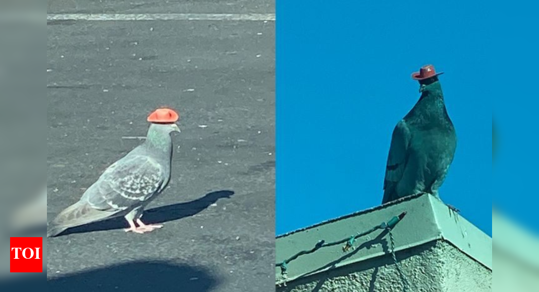 Pigeons wearing Cowboys hats spotted in Las Vegas and why it became a serious, growing concern