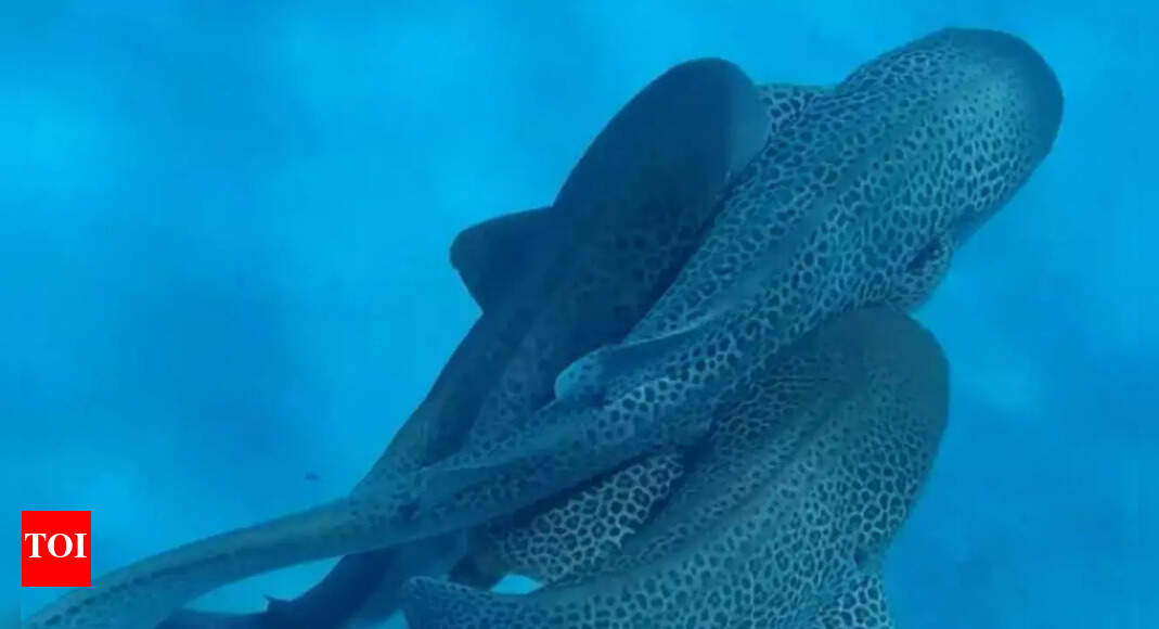 Rare ‘threesome’ shark mating caught on camera for the first time off Australia’s coast | Watch