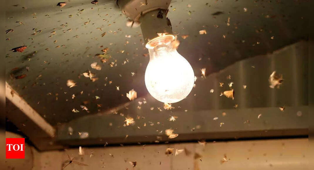 5 easy ways to get rid of insects attracted to lights this Dussehra