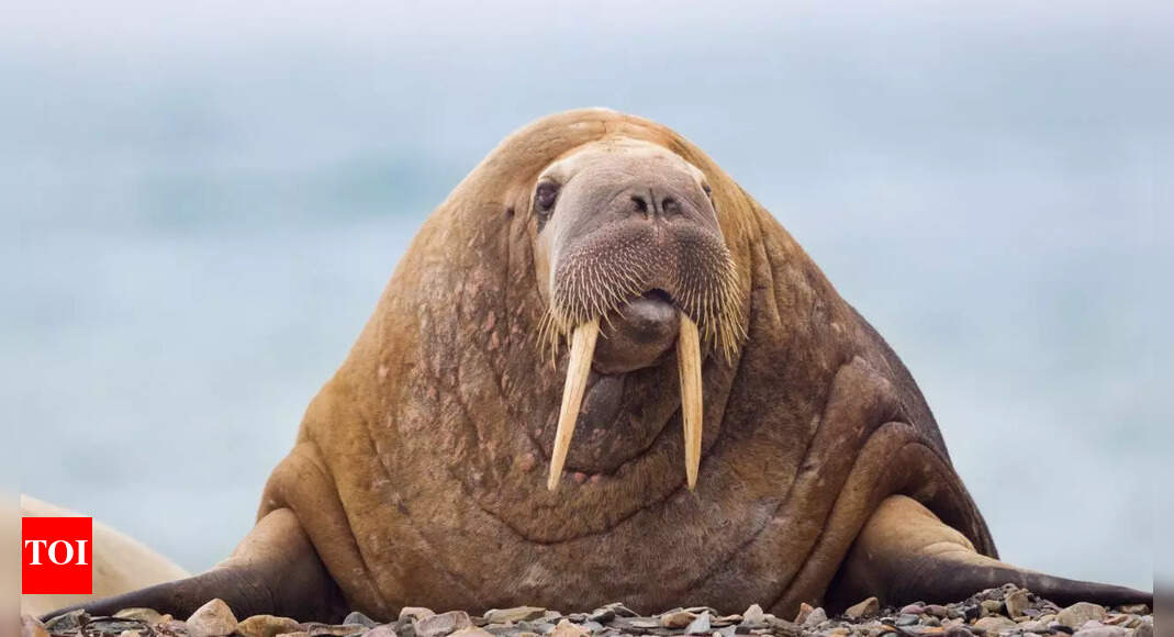 Not just for eating: How these 5 animals use their teeth to rule the wild