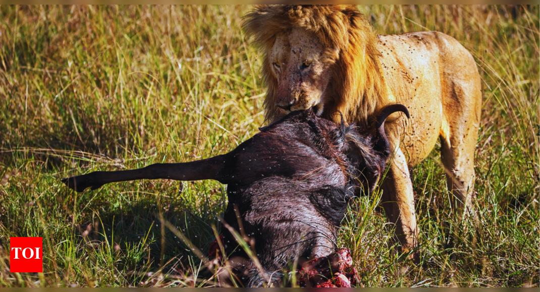 Which country has the highest population of lions?
