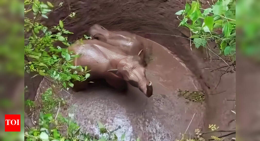 Elephant, calf fall into well in Ramgarh, rescued after 40 hrs