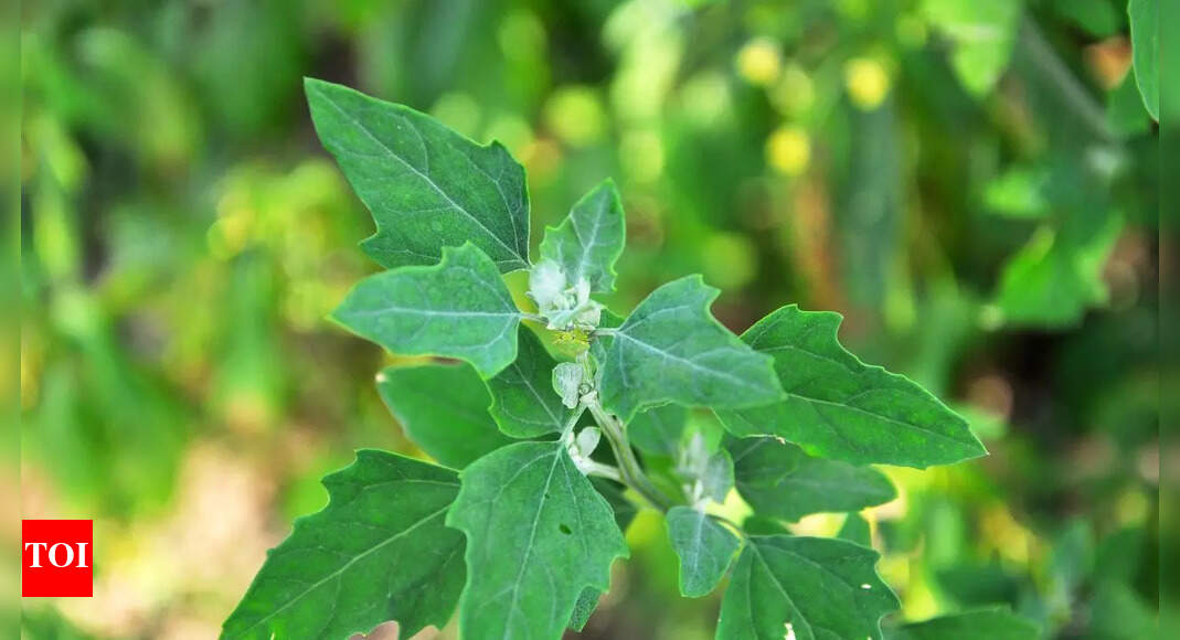 Why bathua might be India’s super green vegetable for immunity, weight loss, and heart health