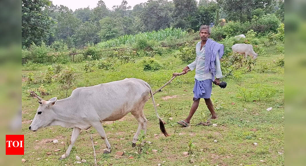 Transforming Lives: From Maoist Stronghold to Peaceful Farming in Lobga Village