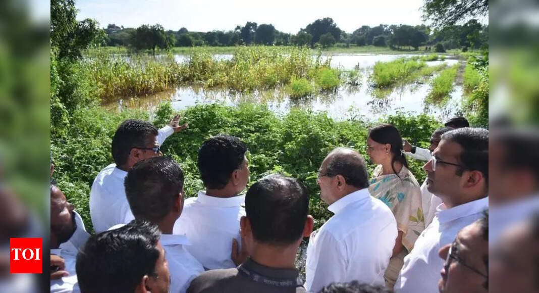 Rain damages kharif crops on 3.8L hectares in Nashik region | Nashik ...