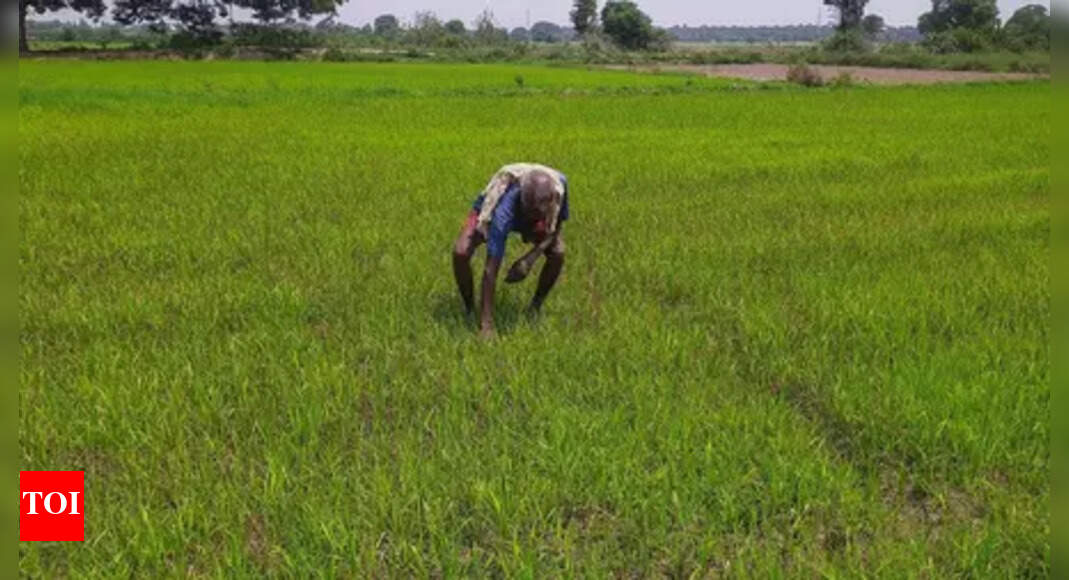 Promoting soil health: Deputy CM warns farmers against overuse of chemical fertilisers