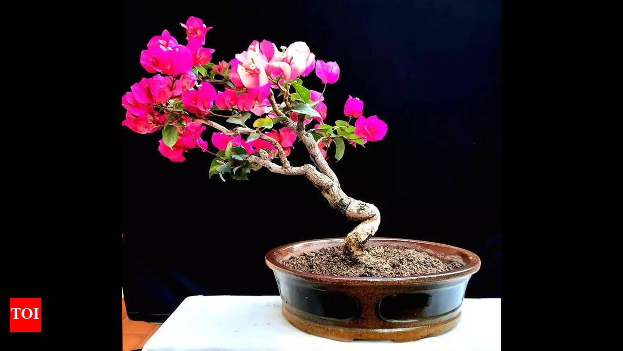 Tamarind to peepal, indigenous tree types fashioned into bonsai | Chennai  News - The Times of India