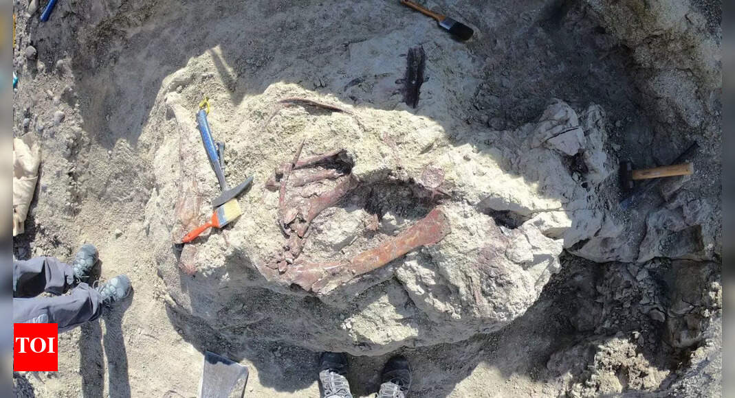 Unbelievable Discovery: Meet the Fearsome Joaquinraptor Casali, a Top Predator from the Cretaceous!