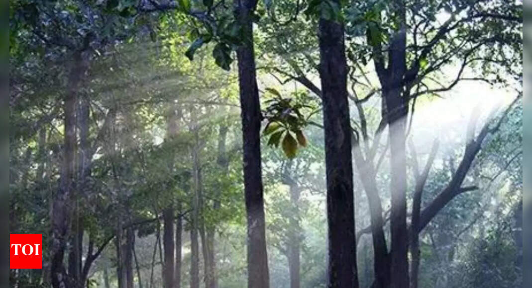 <div>India's forest cover expanded by mere 2.5% in 10 yrs but 'very dense' cover grew 22.7%</div>