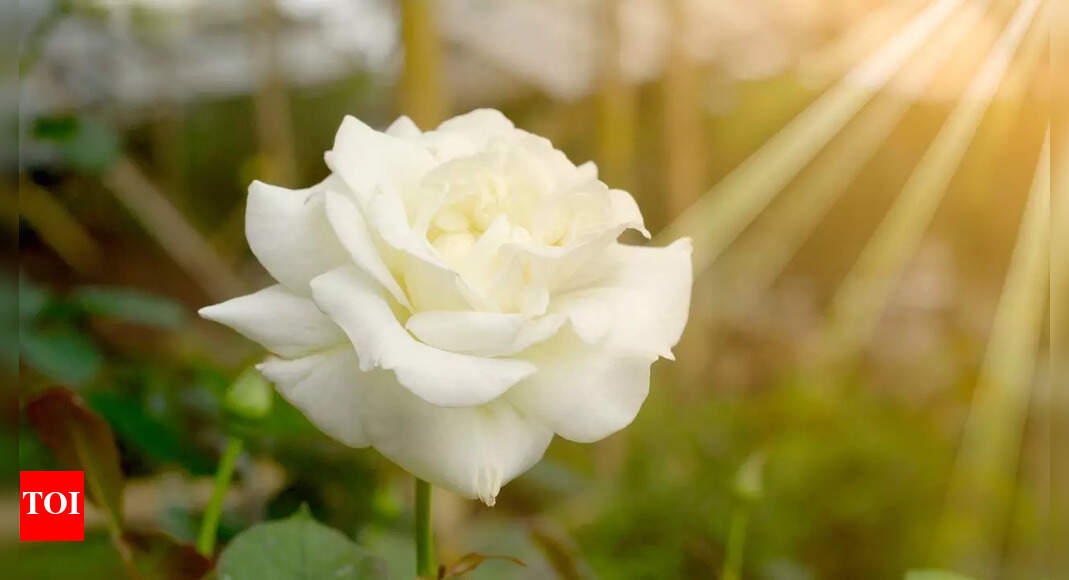 Understanding why rose petals curl: How stress, geometry, and biology shape their elegant forms