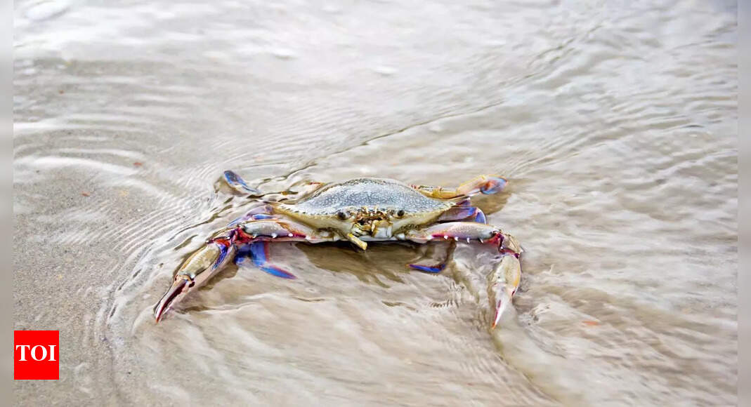 Study reveals offshore wind farm cables affect female crabs and marine ecosystems