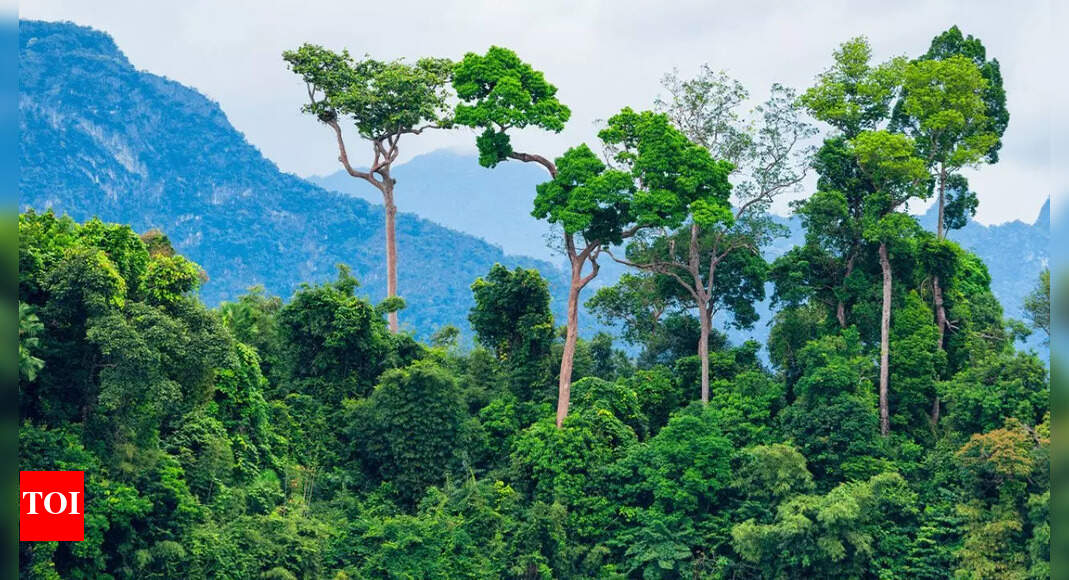 Amazon trees are growing bigger than ever before — and the reason is shocking