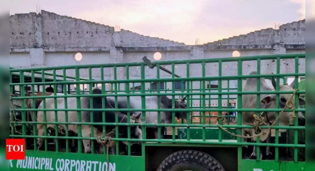 Bhubaneswar relocates 200 stray cattle to prevent accidents during Durga Puja