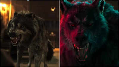 'Thamma': Varun Dhawan's Bhediya avatar transforms into a ferocious one; fans call it an 'upgrade' from 'Husky to Underworld Wolf look'