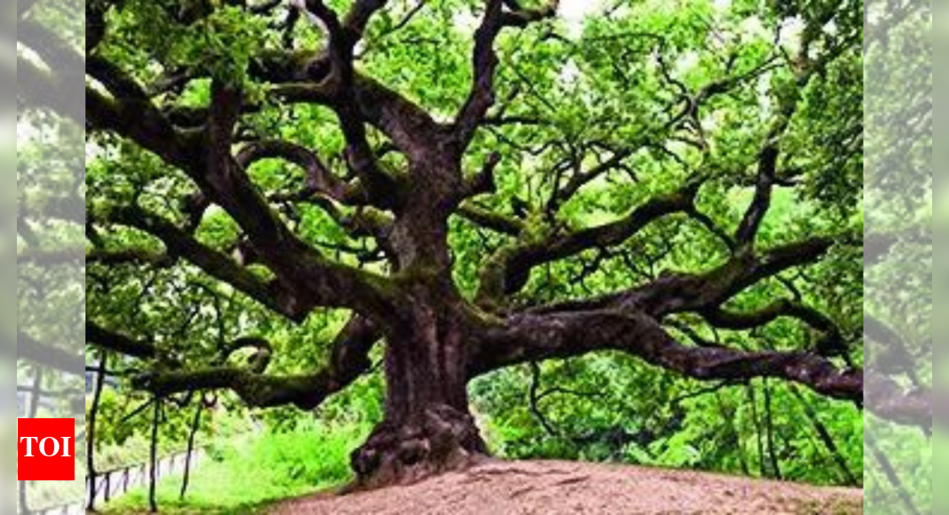 Oak culture and humans