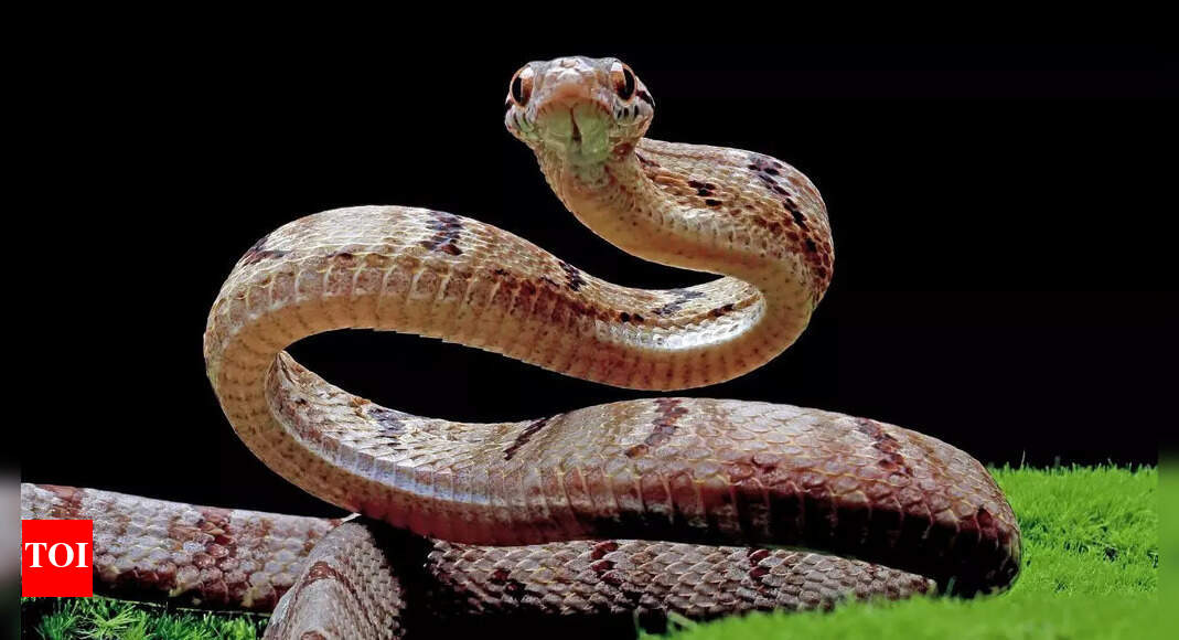 10 snakes with largest heads in the world and their fascinating traits