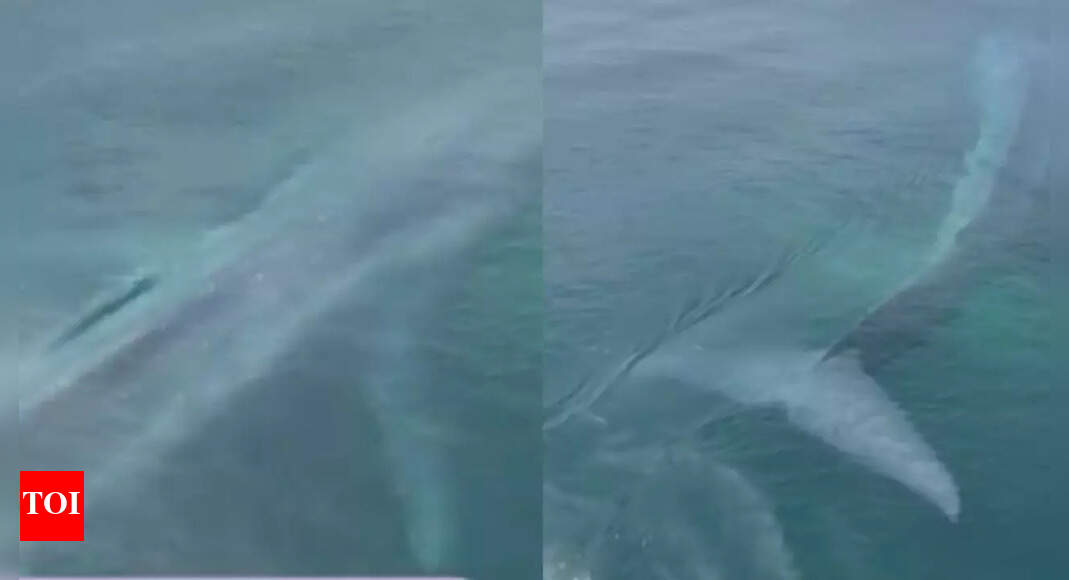 ‘Is this AI or real?’: Rare pygmy blue whale sighting in Western Australia stuns locals in viral video | Watch