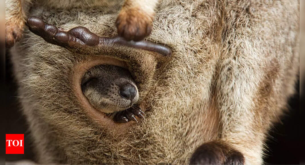 What the inside of a Kangaroo pouch really looks like? People are losing their mind after a peek inside