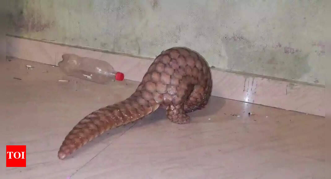 Pangolin rescued from community hall in Ganjam