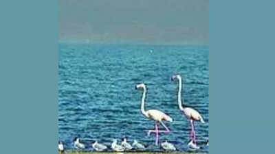 Two Bihar wetlands join global list of Ramsar sites