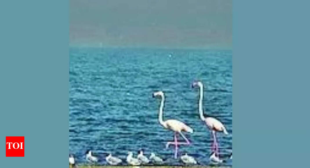 Two Bihar wetlands join global list of Ramsar sites